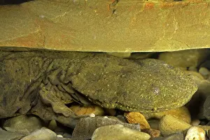 Cryptobranchus: Hellbender Salamander