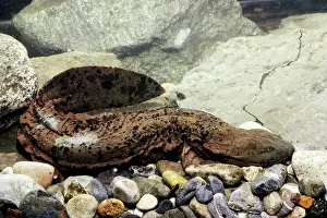 Hellbenders: Hellbender Salamander