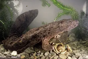 Mammoth: Hellbender Salamander