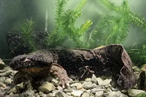 Mammoth: Hellbender Salamander