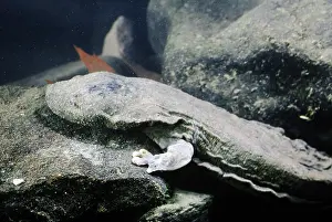Hellbenders: Hellbender Salamander