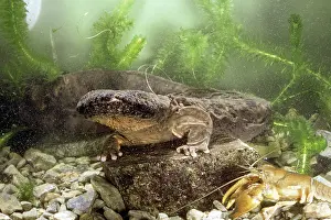 Cryptobranchus: Hellbender Salamander