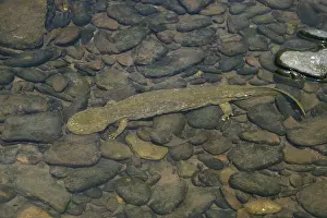 Hellbenders: Hellbender - Underwater