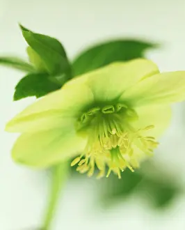 Hybridus: Hellebore