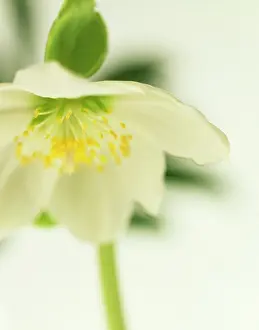 Hybridus: Hellebore