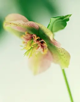 Hybridus: Hellebore