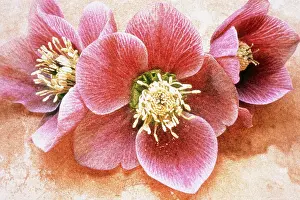 Photographic: Hellebore