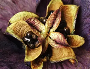 Final: Hellebore