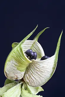 Final: Hellebore