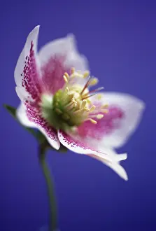 Hybridus: Hellebore