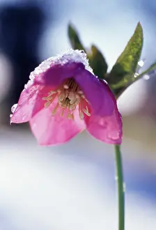 Hybridus: Hellebore