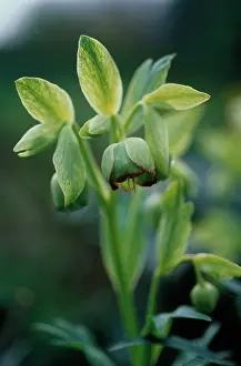 Stinking: Hellebore