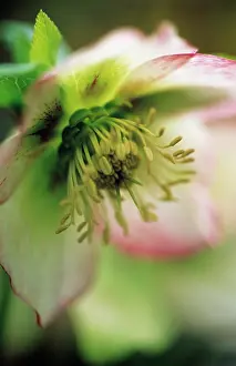 Hybridus: Hellebore