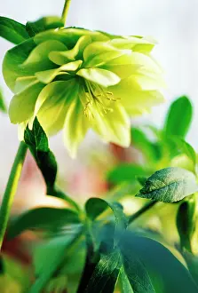 Hybridus: Hellebore