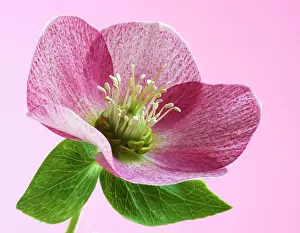 Hybridus: Hellebore