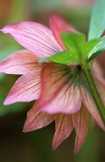Helleborus: Hellebore