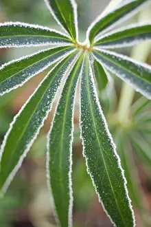 Helleborus: Hellebore