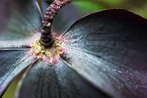 Helleborus: Hellebore