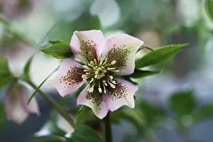 Helleborus: Hellebore