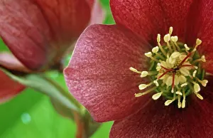 Hybridus: Hellebore