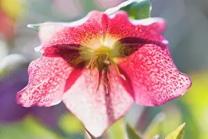 Helleborus: Hellebore