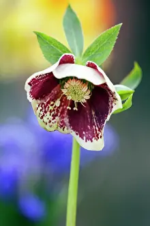 Hybridus: Hellebore