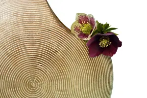 Helleborus: Hellebore