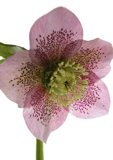 Helleborus: Hellebore