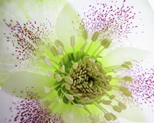 Helleborus: Hellebore