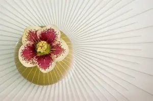 Minimal: Hellebore