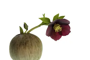 Minimal: Hellebore