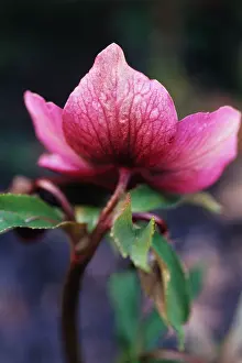 Helleborus: Hellebore