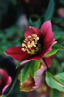 Helleborus: Hellebore