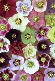 Helleborus: Hellebore