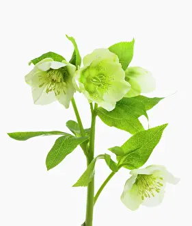 Helleborus: Hellebore