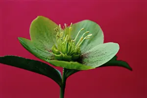 Helleborus: Hellebore