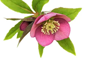 Helleborus: Hellebore