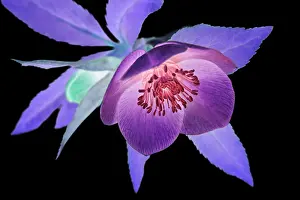 Helleborus: Hellebore