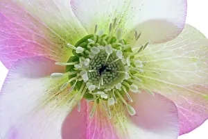Helleborus: Hellebore