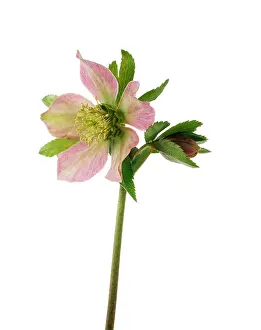 Helleborus: Hellebore