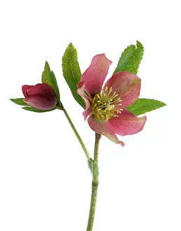 Helleborus: Hellebore