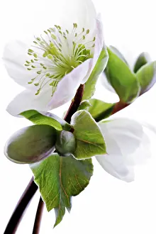 Helleborus: Hellebore