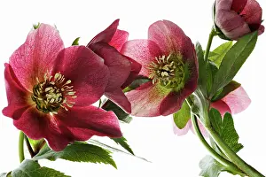 Helleborus: Hellebore