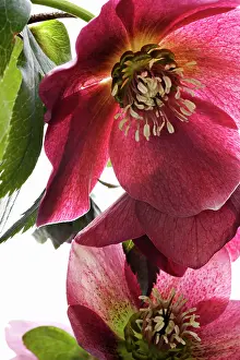Helleborus: Hellebore