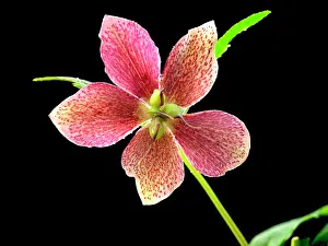 Hybridus: Hellebore
