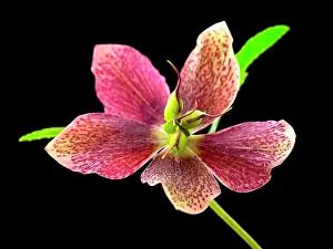 Hybridus: Hellebore
