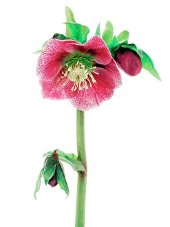 Hybridus: Hellebore