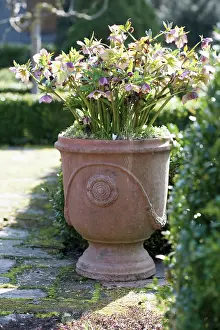 Blown: Hellebore