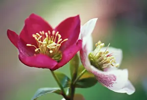 Combined: Hellebore