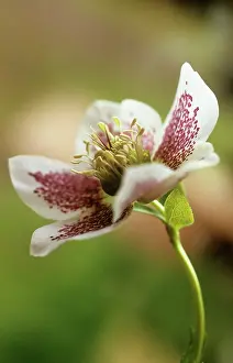 Hybridus: Hellebore